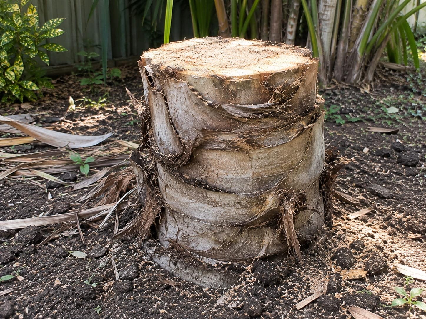Bangalow palm stump left in an Auckland garden bed after removal