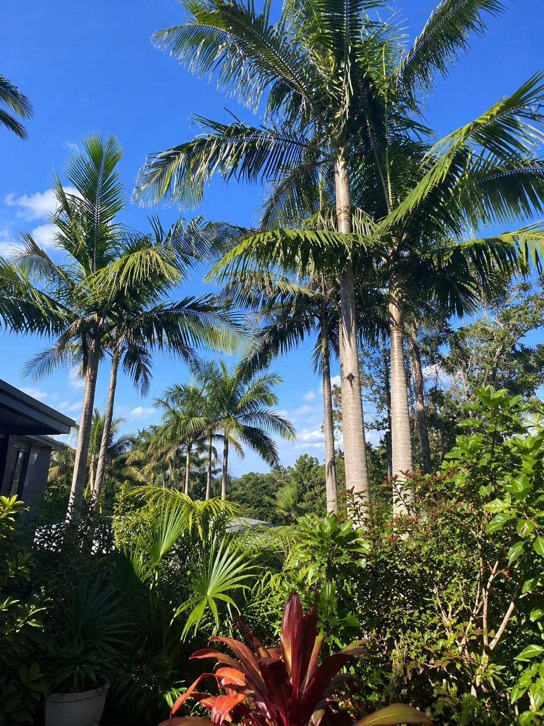 Bangalow palm growing in an Auckland garden