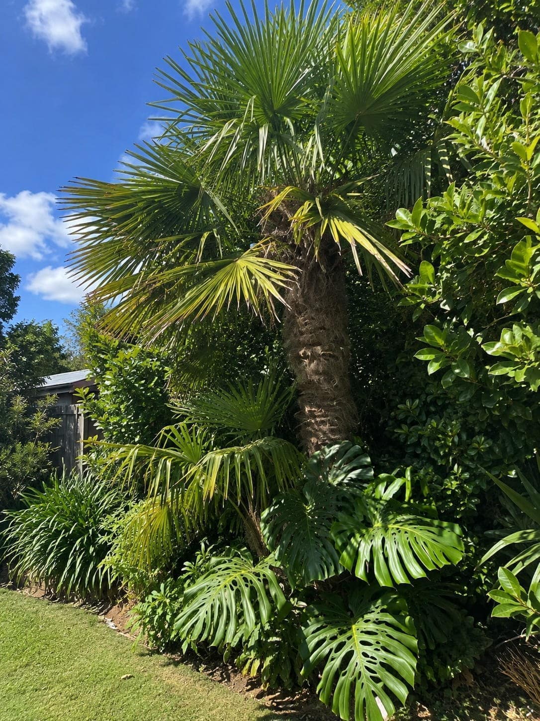 Chinese windmill palm growing in an Auckland garden