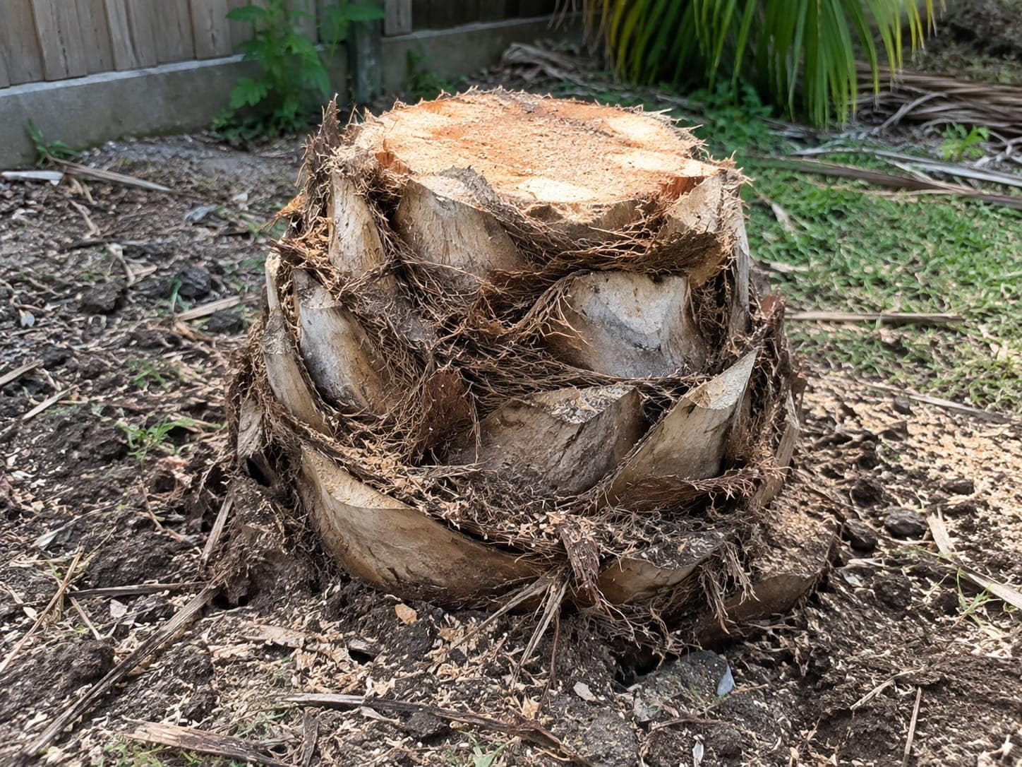 Cocos palm stump left in the ground after an Auckland removal