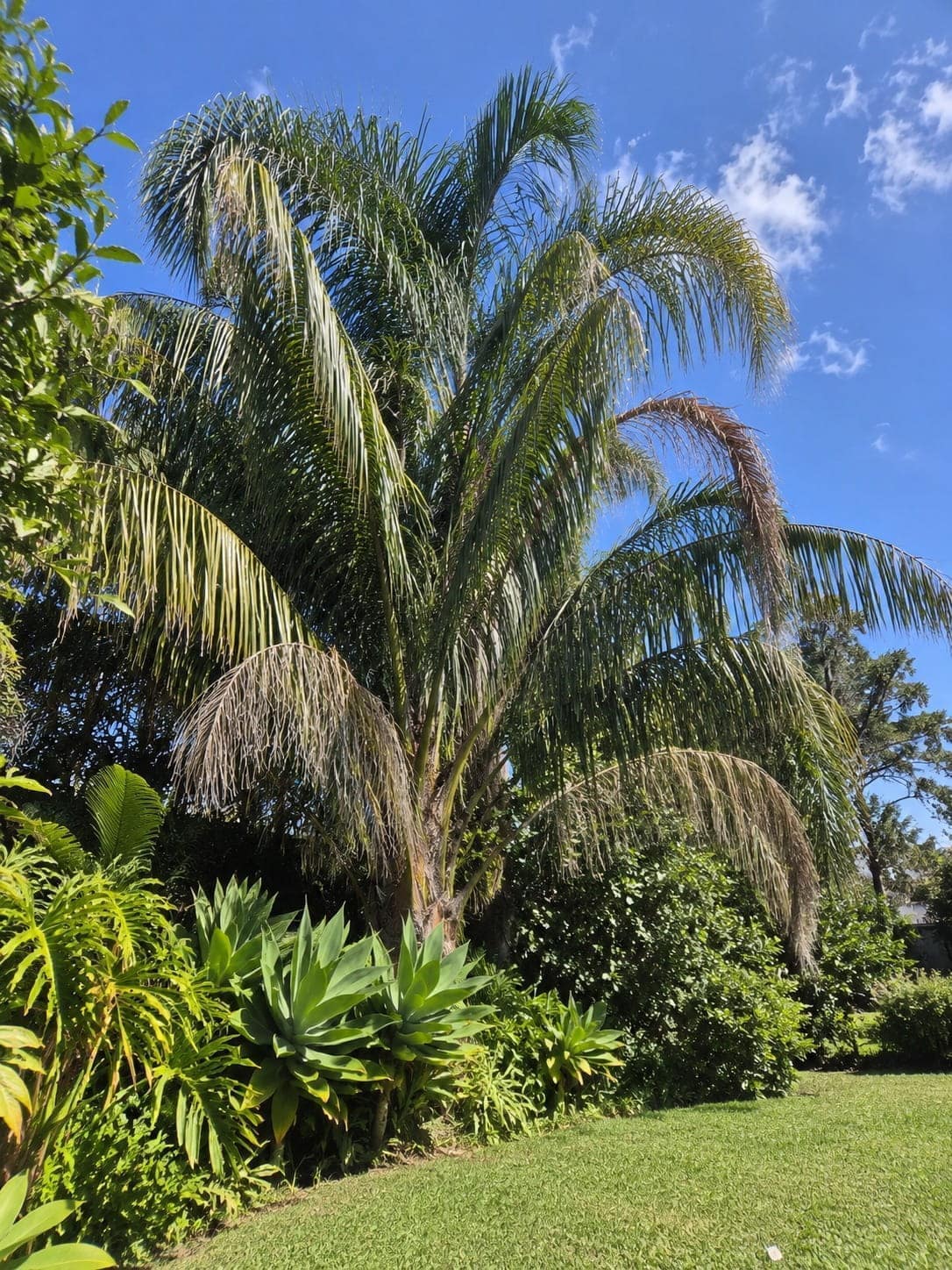 Cocos palm being removed from an Auckland property