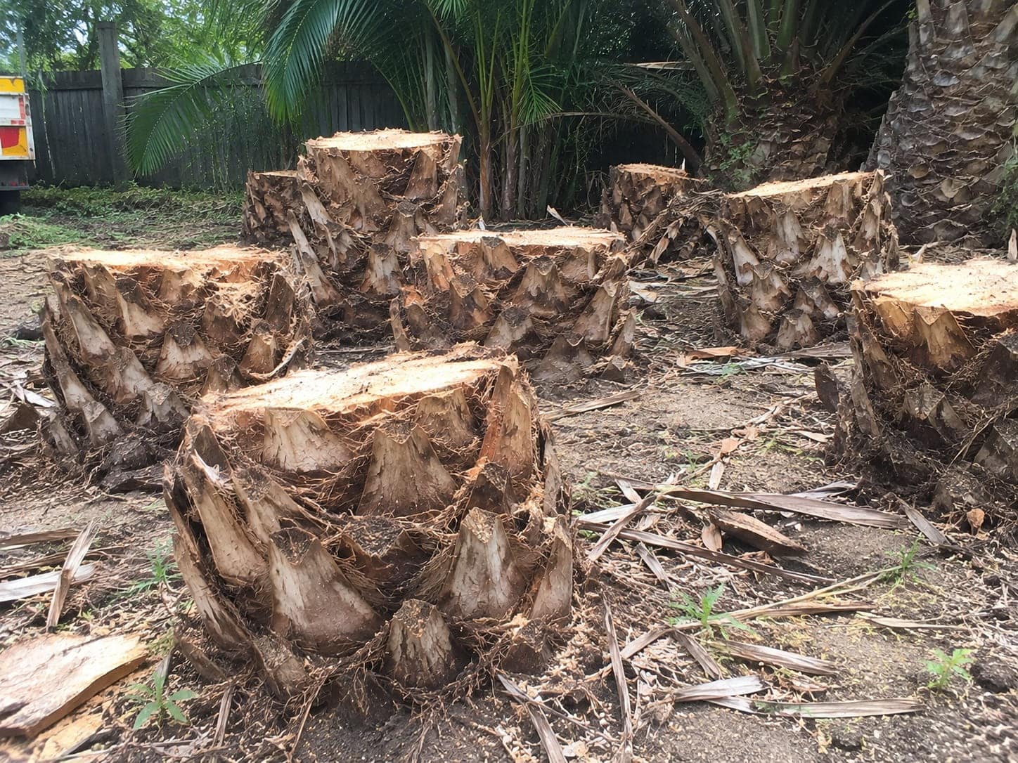 Row of date palm stumps left across an Auckland section after clearing