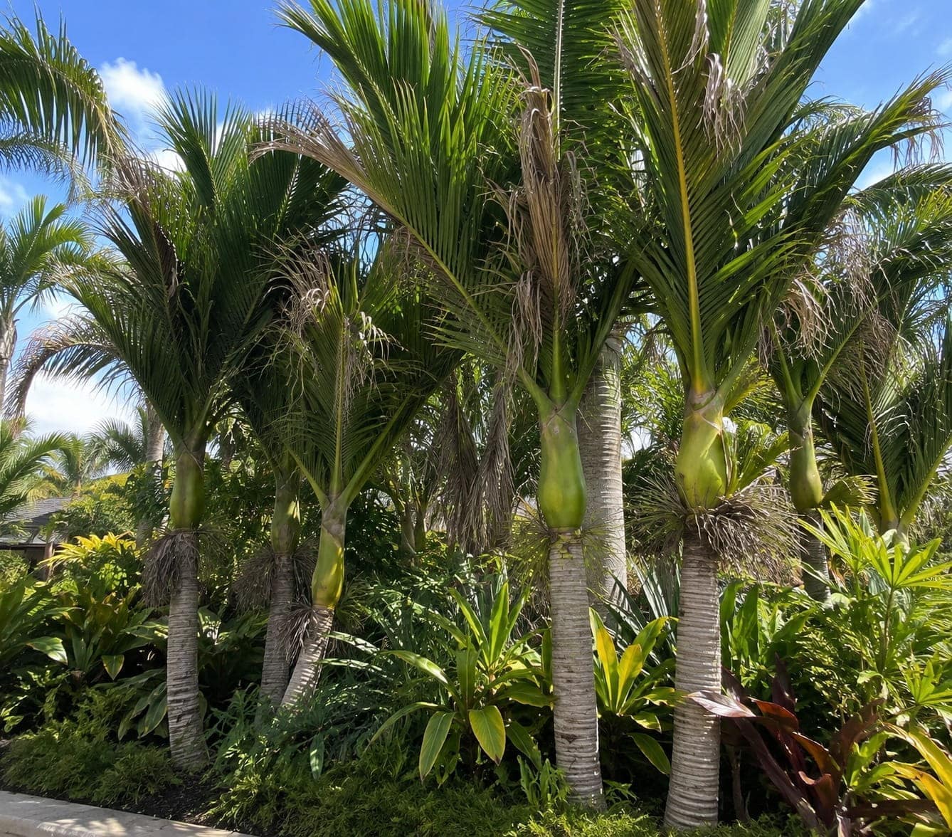 Nikau palm, New Zealand's native palm, in an Auckland garden