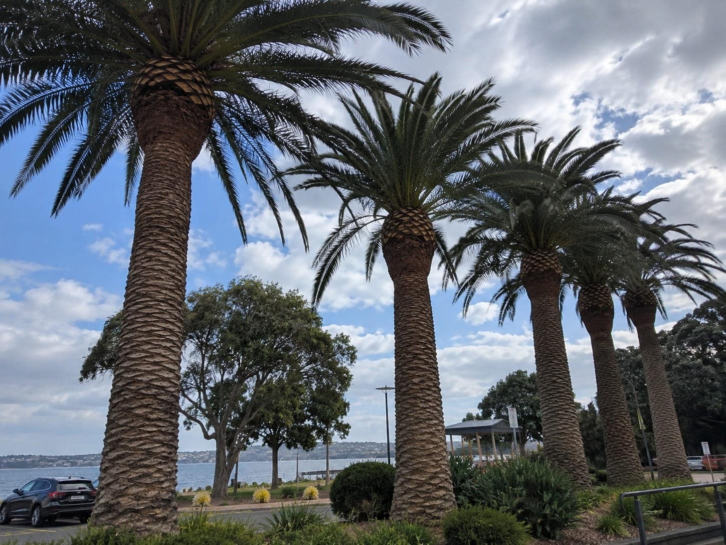Mature Phoenix Canariensis palms lining an Auckland waterfront