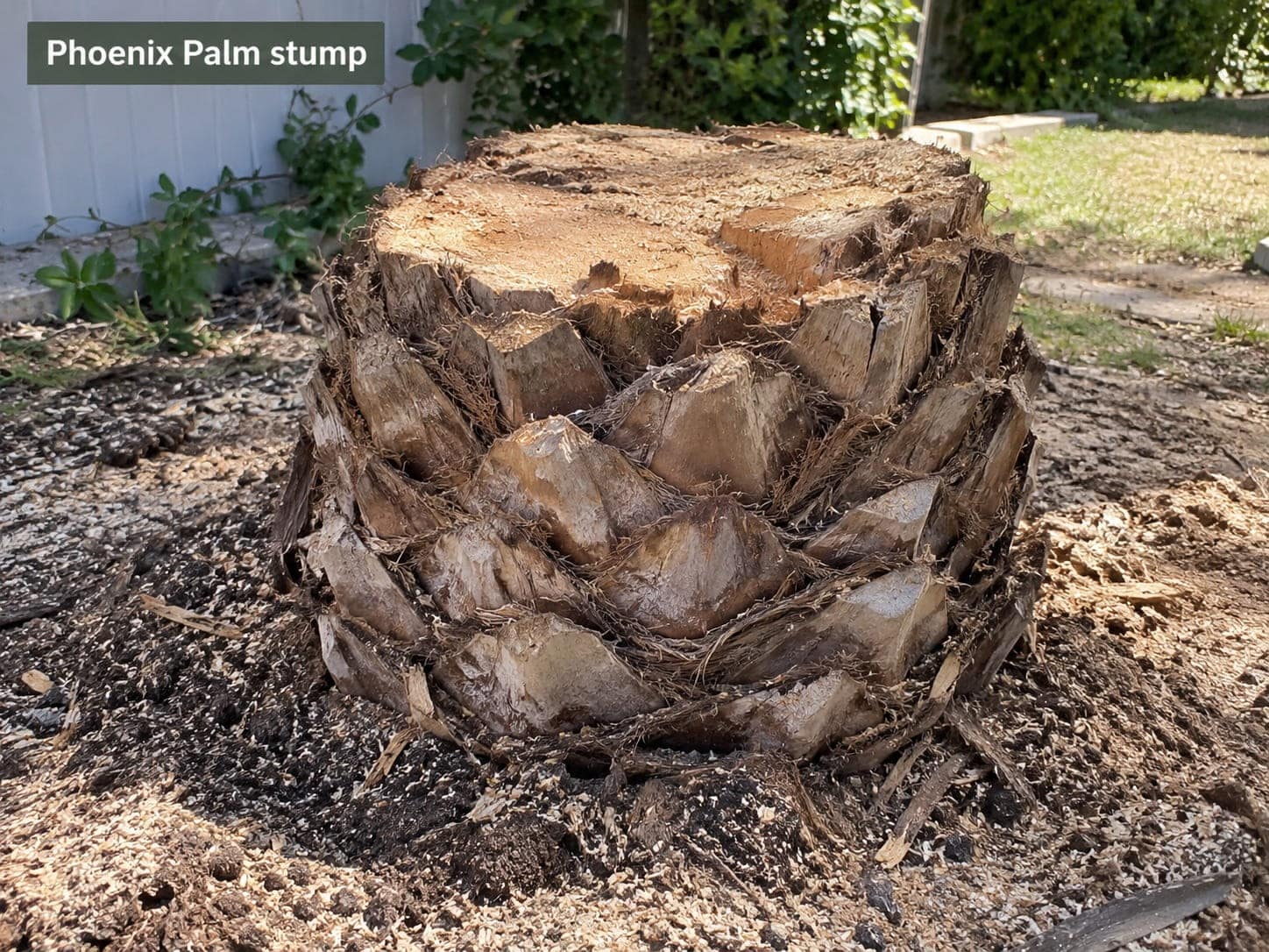 Wide Phoenix palm stump in an Auckland yard, ready for grinding